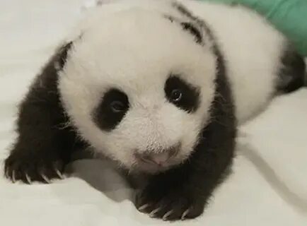 Panda net