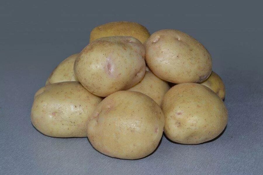 Сорт картофеля Елисеевский.