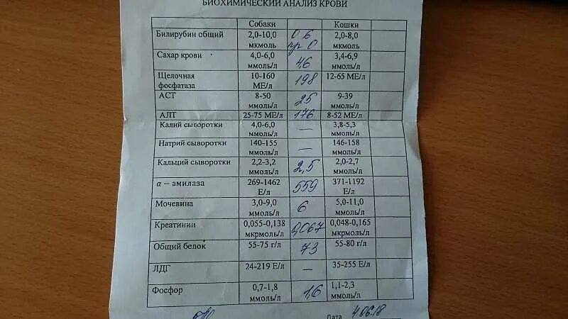 У собаки моча с кровью что это. У собаки моча с кровью что это