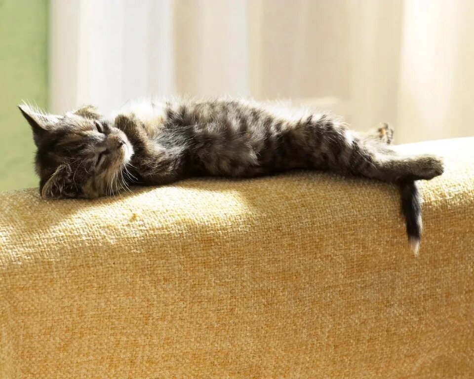 Неторопливо. Господь пошли. Неторопливо. Названия животных с твердым знаком. Животные на букву твердый знак.