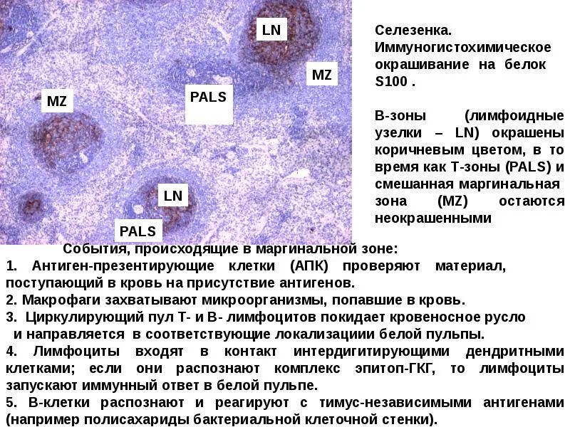 Иммунная система гистология. Иммунная система гистология