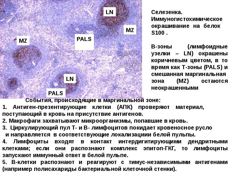 Маргинальная зона селезенки процессы. Т И Б лимфоциты в селезёнке. B лимфоциты в селезенке локализованы в. Т-лимфоциты в селезенке локализованы:. Стволовые клетки селезенки