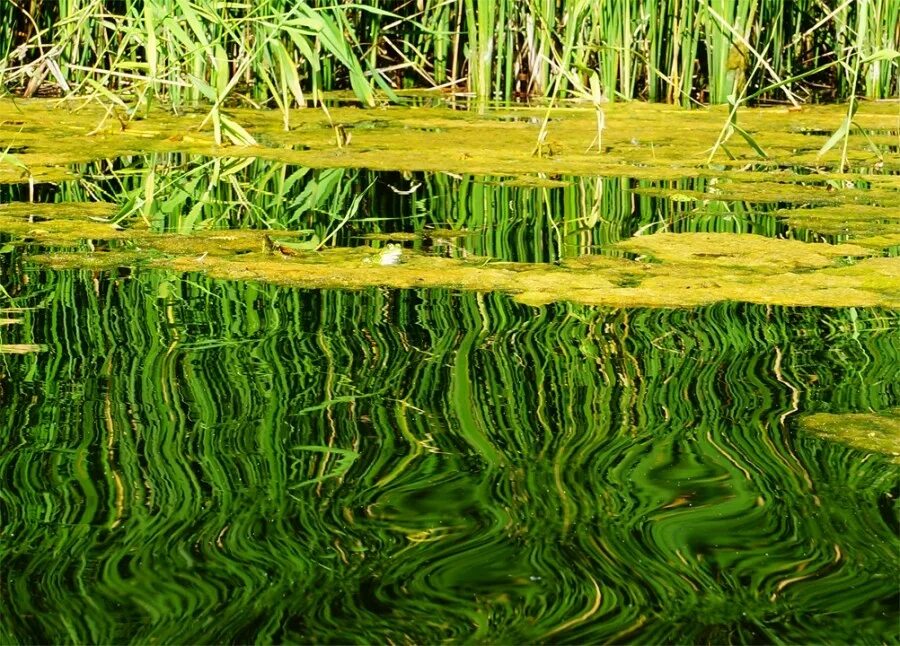 кувшинка белая водяная водная. водокрас аквариумное растение. редкая вода. редкая вода. редкая вода.