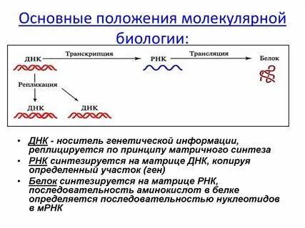 Положения теории гена