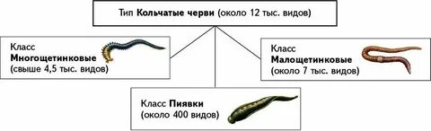 Тест круглые и кольчатые черви