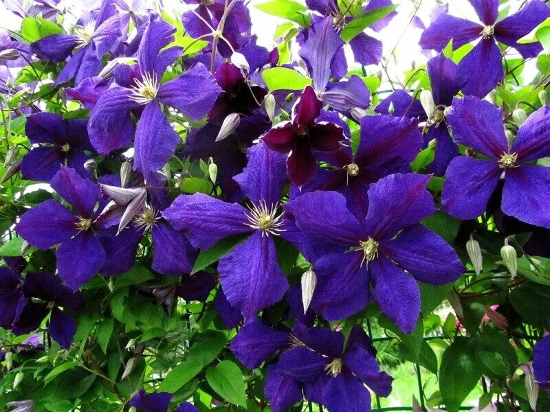 виктория "victoria клематис. клематис сорт piilu. цветы клематис виктория. клематисы средней полосы. клематисы средней полосы.