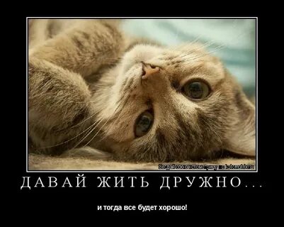 Я полюбил дай мне