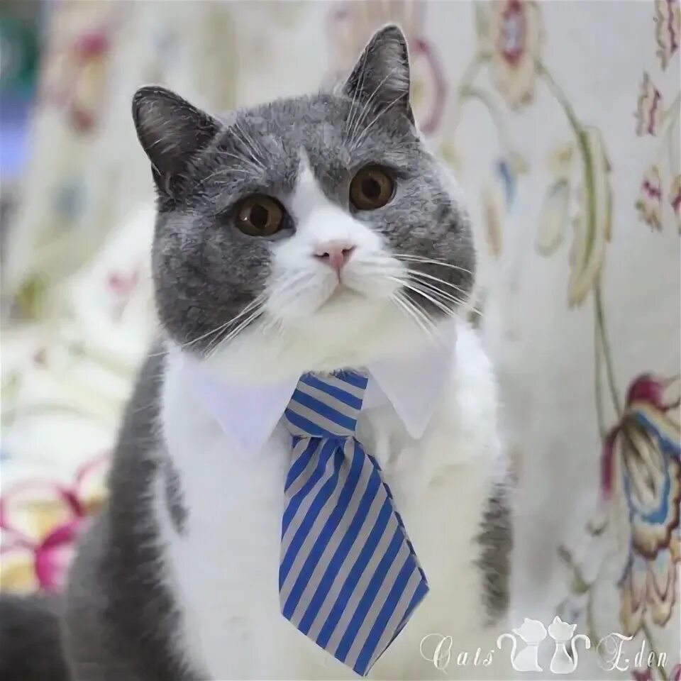 Пин от пользователя Eva almeida на доске Roupas para gatos e cachorros Рыжие кош