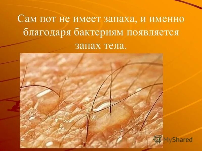 Появляется запах. Профилактика заболеваний обоняния. Обоняние запахи. Обонятельная и дыхательная области носовой полости. • потеря обоняния и вкусовых ощущений.