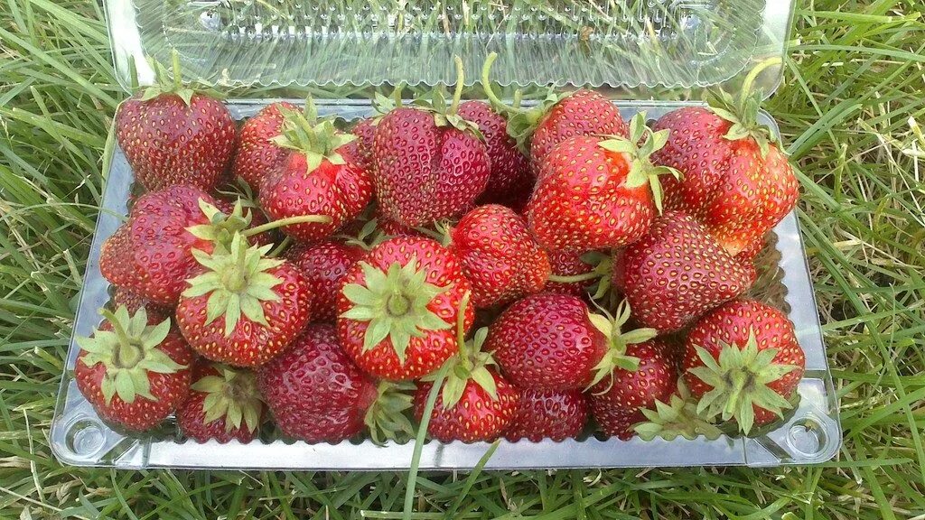 Клубника машенька описание сорта отзывы садоводов урожайность