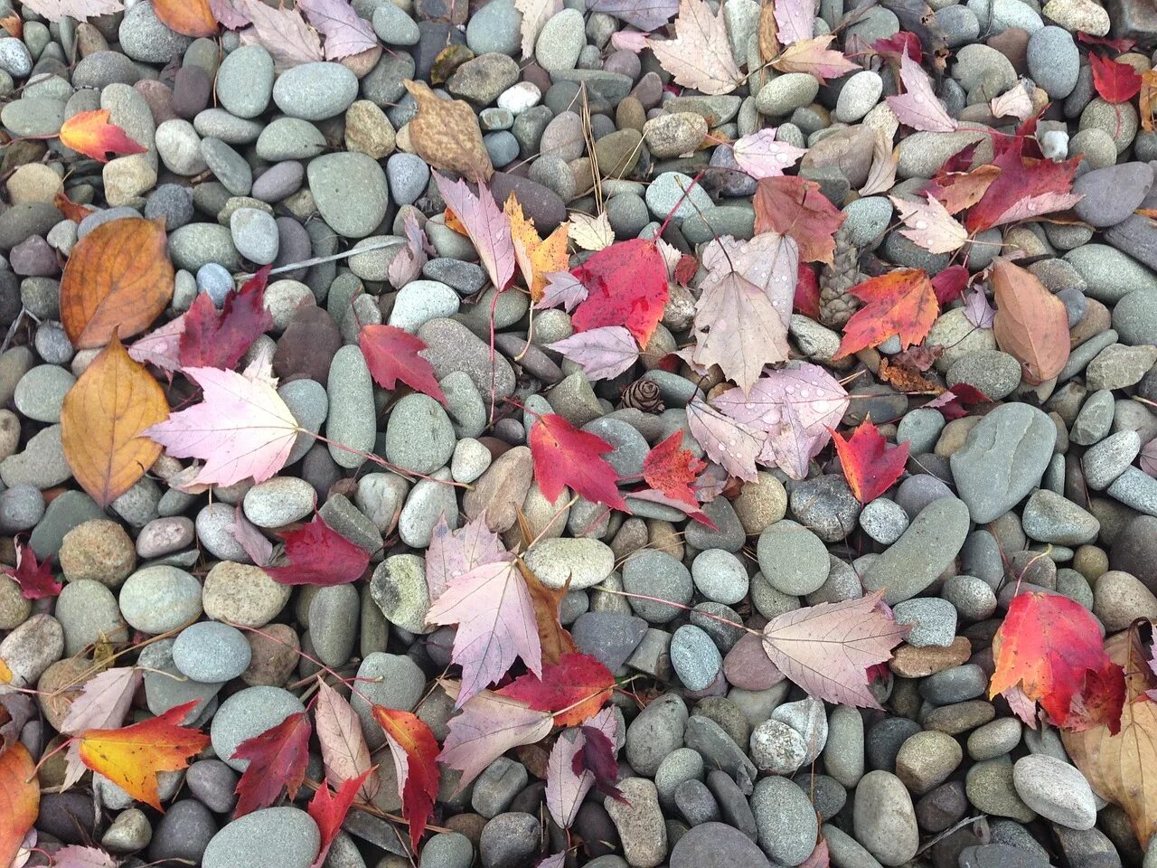 Falling stone. Листья на камнях. Листва из камней. Падают камушки цветные. Цветная галька нежных цветов.
