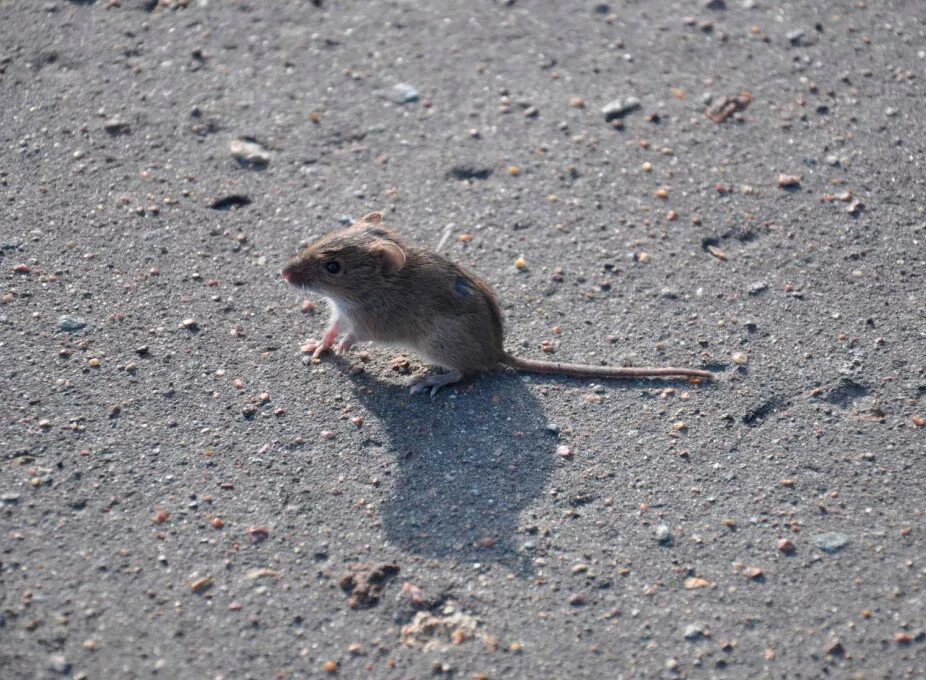 Скорость мыши полевой. Мышь полевка. Полевка черная. Мышь полевка обитает. Мышь полевка серая.