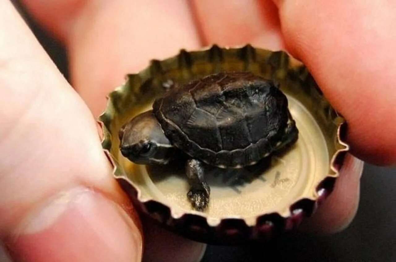 Черепаха маленькая. Самая маленькая черепаха. Самая маленькая черепаха в мире. Самая маленкая черепаха в мир.