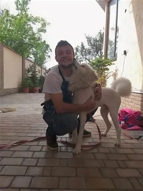 Стрижка йорка мальчика. Название зоопарикмахерских. Стрижка йорка девочки. Зоосалон золотой оскар. Груминг для кошек в севастополе.