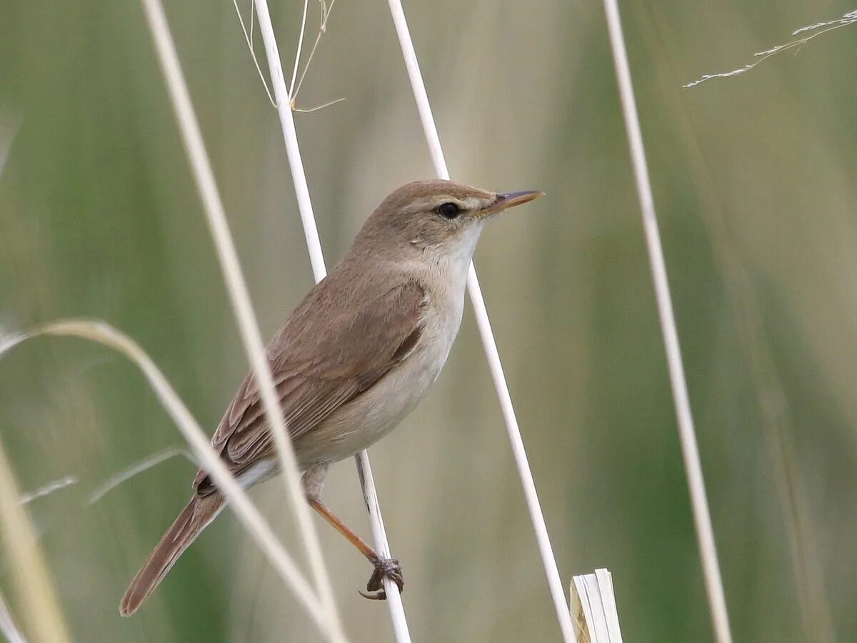 Booted Warbler (Hippolais caligata). Birds of Siberia.