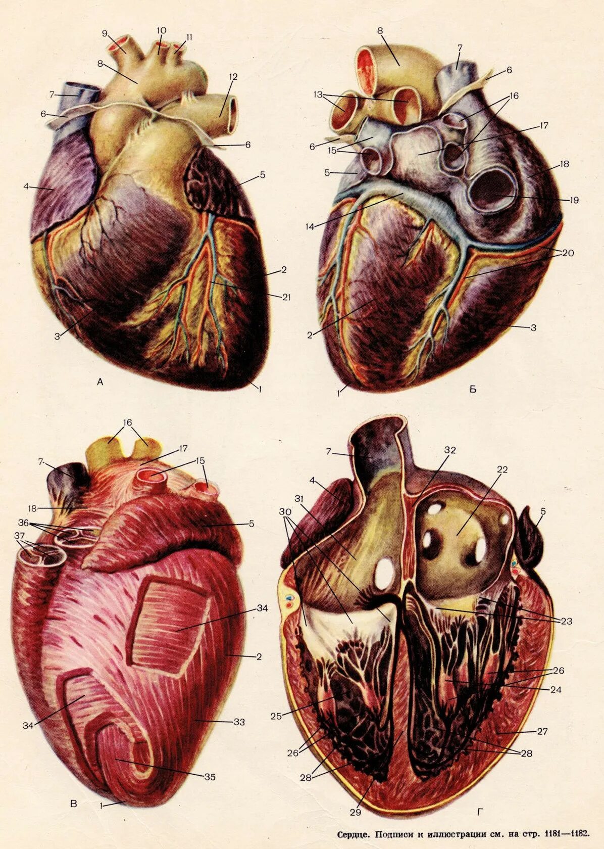 Срез сердца человека. Строение сердца. Сердце животных анатомия. Строгие сердца человека.
