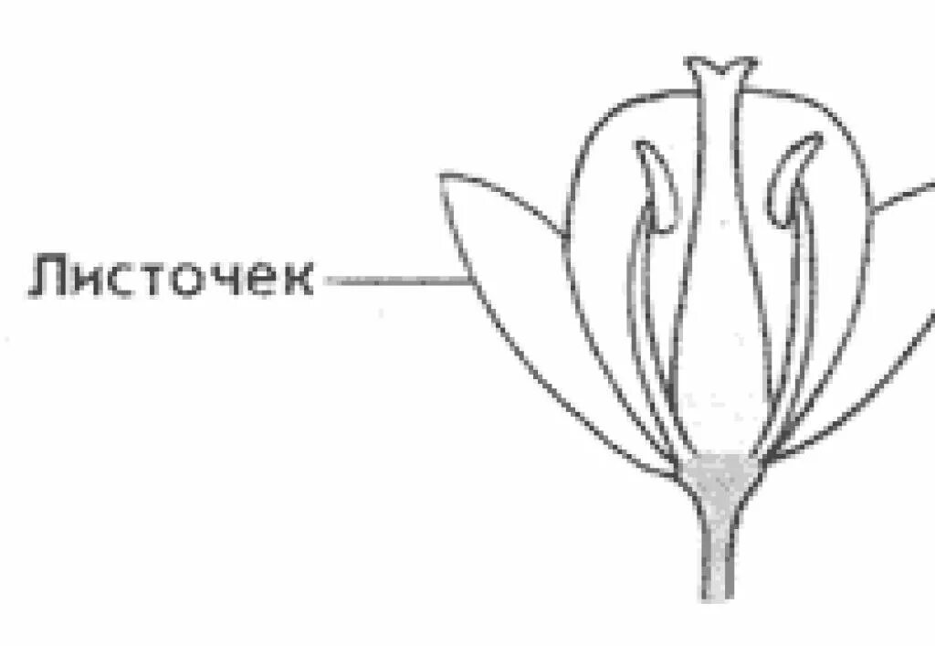 Какой околоцветник изображен на рисунке. Строение цветков с двойным и простым околоцветником. Строение цветка с двойным и простым околоцветником. Цветок с простым околоцветником схема. Обоеполый цветок с двойным околоцветником.