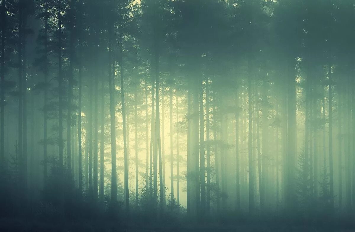 Lots of trees