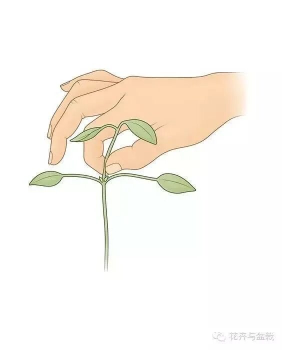 Прищипка перца над каким листом. Прищипка комнатных растений. пинцировка растений. что такое прищипывать цветок. обрезка комнатных растений.