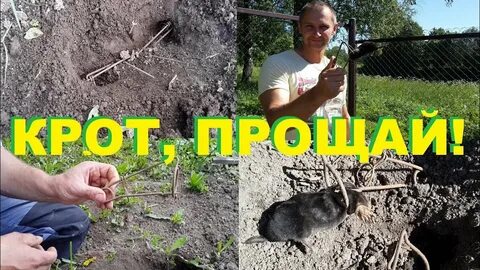 Как самому поймать крота