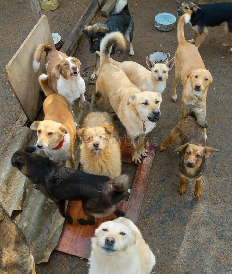 Animal shelter dogs. Много бездомных собак. много собак на улице. фото собаки бездомной с кучей щенков. animal shelter.
