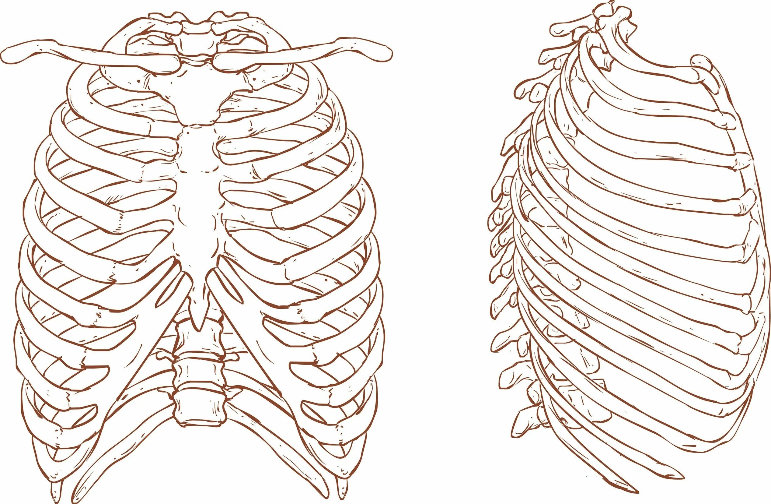 Грудная клетка с ребрами и грудиной. Анатомия скелет грудной клетки ребра Грудина. Грудная клетка анатомия 10 ребро. Грудина скелет сбоку.