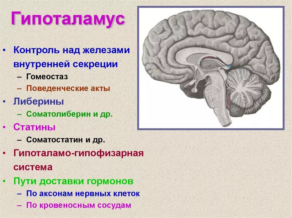 Гормоны вырабатываемые мозгом. Гипоталамус железа внутренней секреции. Таламус гипоталамус эпифиз. Строение головного мозга гипоталамус. Гипоталамус Центральная нервная система.