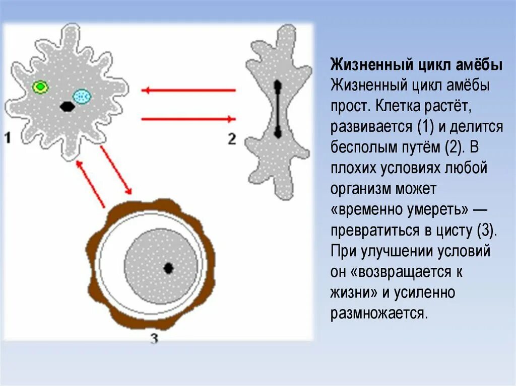 Какой цифрой обозначена на рисунке стадия амебы. Жизненный цикл дизентерийной амебы схема. Жизненный цикл амебы обыкновенной. Стадии жизненного цикла дизентерийной амебы. Цикл развития амебы Протей.