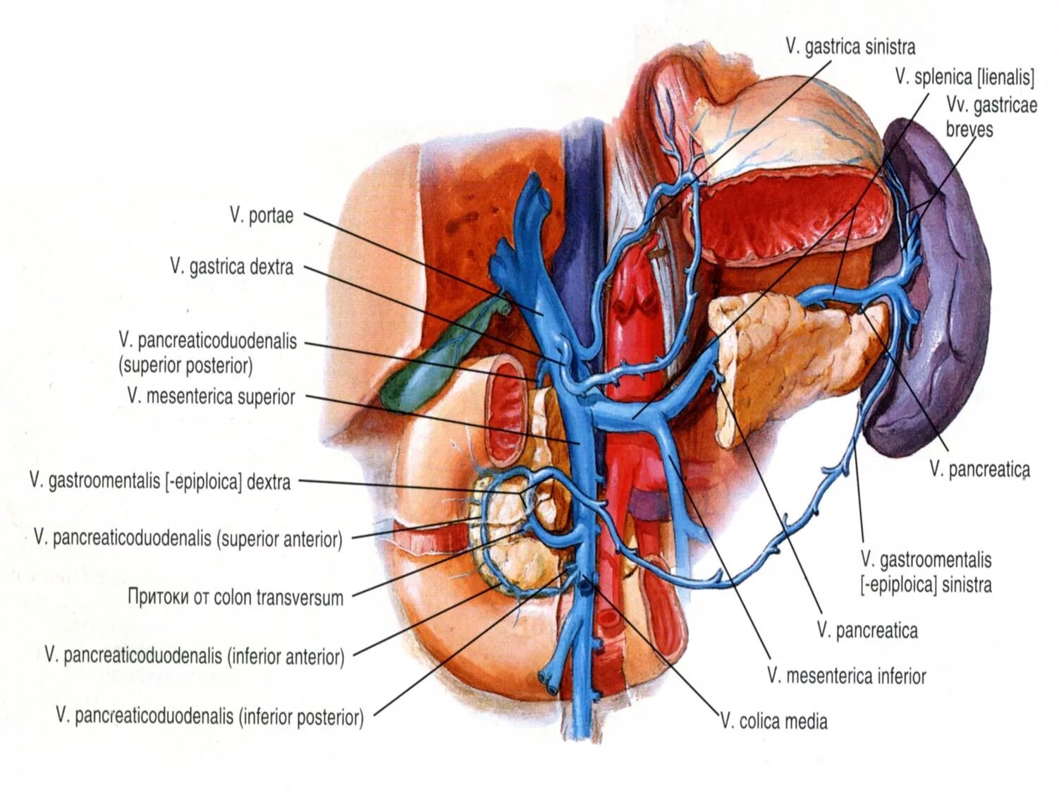 Артерии селезенки. Воротная Вена печени анатомия. Портальная Вена анатомия печени. Селезеночная Вега анатомия. Кровоснабжение печени анатомия воротная Вена.