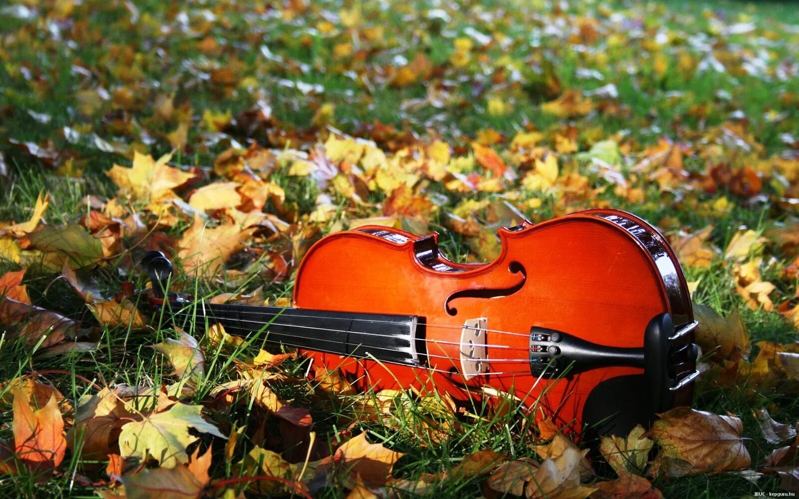 Скрипка осень. Скрипка осень диван. Осенние скрипки