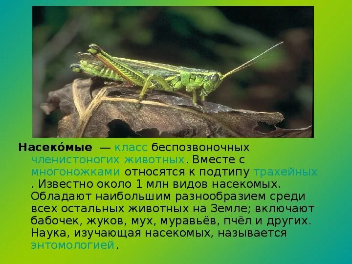 Проект на тему насекомые 8 класс Класс насекомые