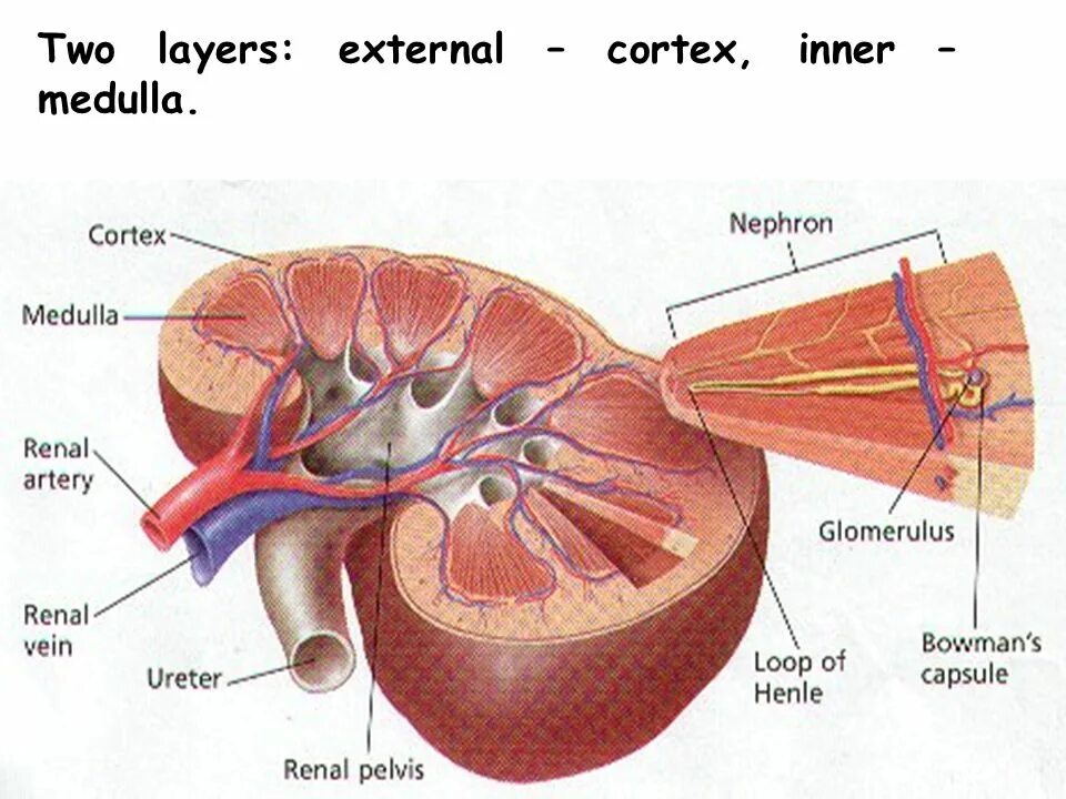 Two layer. Cortex Kidney. Excretion and the Kidney. Kidney structure. Renal System.