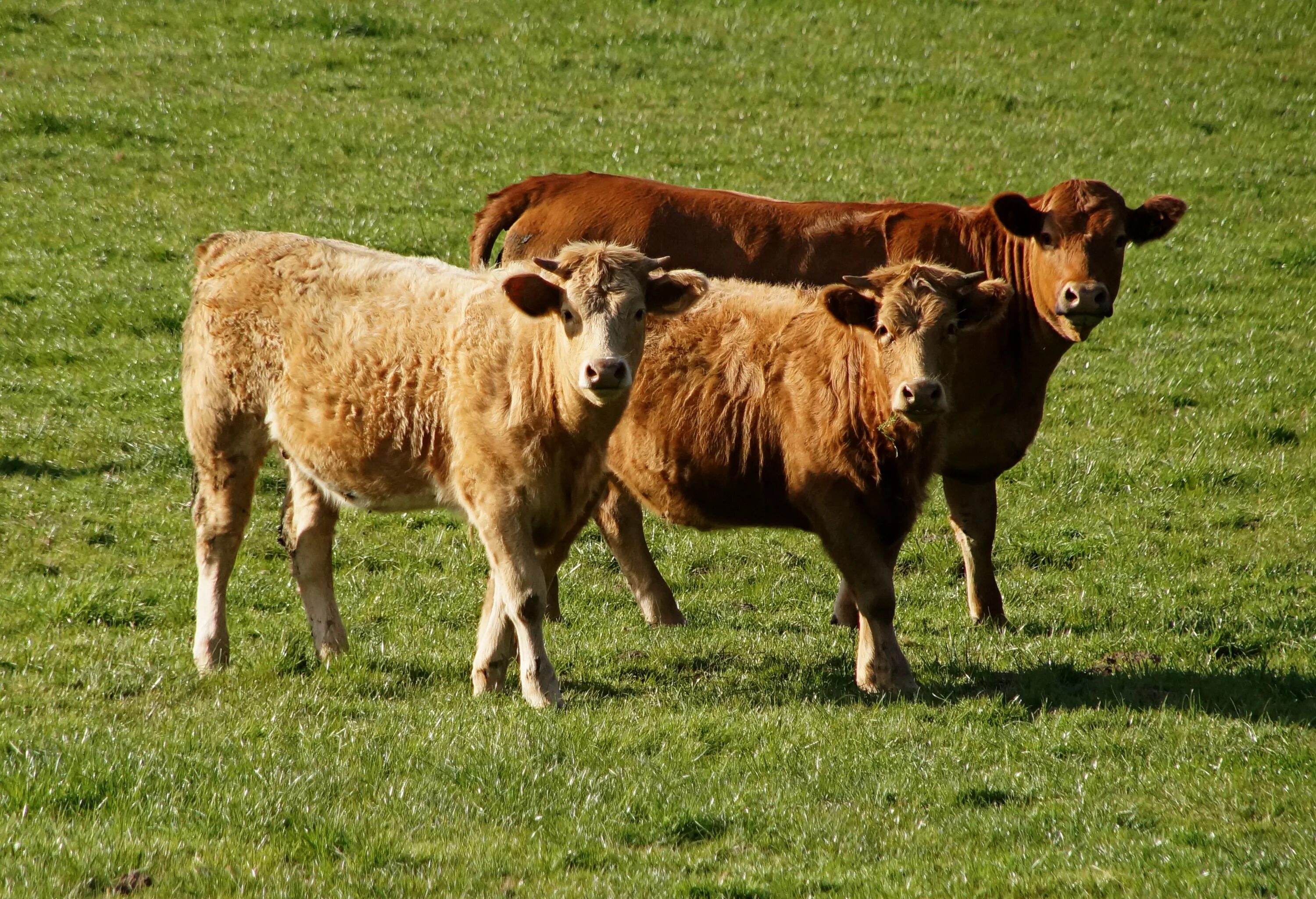 Крс что это такое. Крупный рогатый скот (КРС). Домашний скот. Крупнорогатый и мелкорогатый скот. Крупный домашний скот.