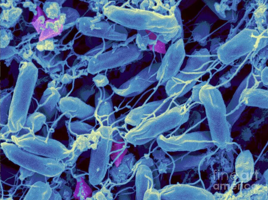 Bacillus thuringiensis. Бациллы бактерии. Бактерии Бациллус. Биопленка Bacillus subtilis.