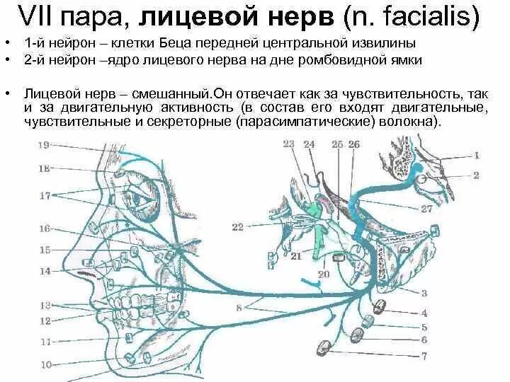 Черепные нервы нейроны. 7 Пара черепных нервов ядра. Ветви лицевого нерва схема. Схема 5 пары черепных нервов. Иннервация мозговых нервов.