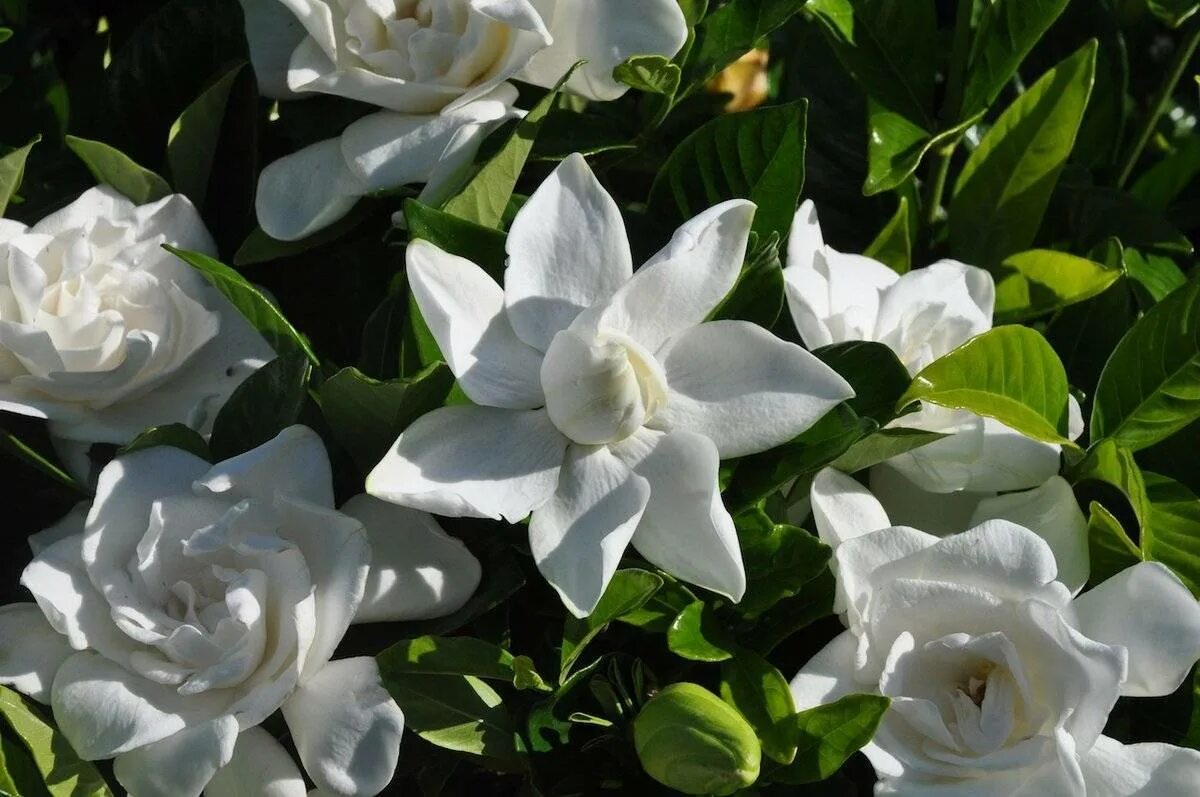 Гардения жасминовидная уход после. Цветок Гардения жасминовидная. Гардения жасминовидная (gardenia jasminoides).