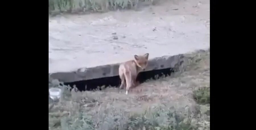 Вк жители шилово воронеж. Лиса Воронеж. Сбитое животное на дороге. Лисята в дикой природе.