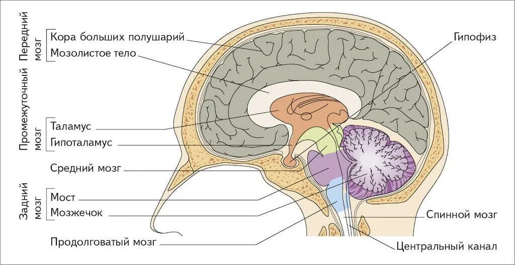 Большое полушарие мозолистое тело мост гипоталамус. Отделы головного мозга на продольном разрезе. Отделы головного мозга схема анатомия. Структура отделов головного мозга. Отделы мозга гипоталамус гипофиз.