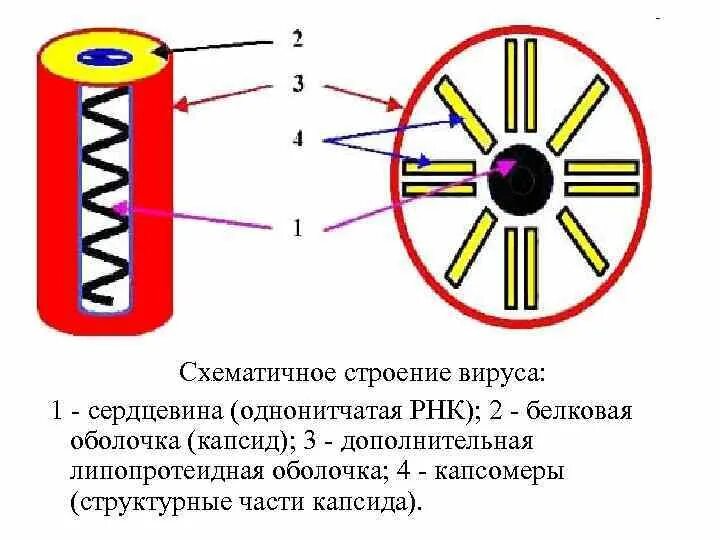 Схематичное строение. Схематическая структура вируса гриппа. Схематичное строение. Структура кожи схематично. Схематичное строение.