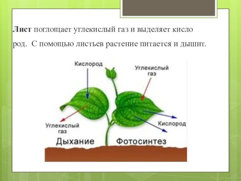 Растения на свету поглощают кислород или нет