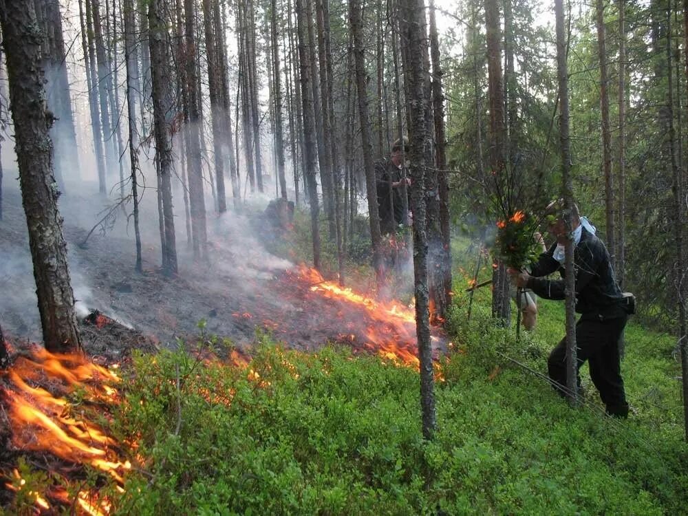 Пожар в лесу. Охрана леса. Предотвращение лесных пожаров. Охрана лесов от пожаров. Этом сохраняется на высоком