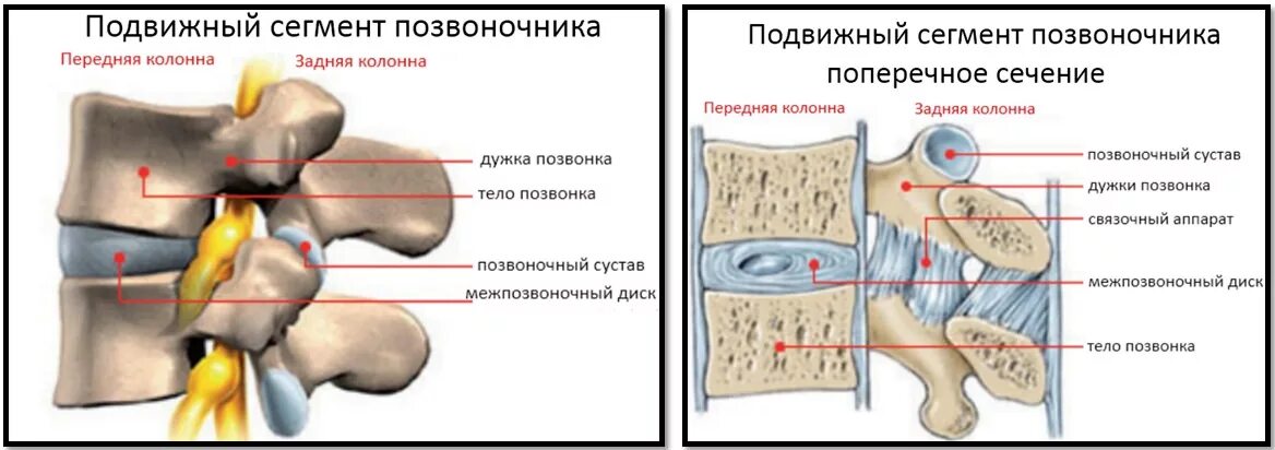 Двигательный сегмент