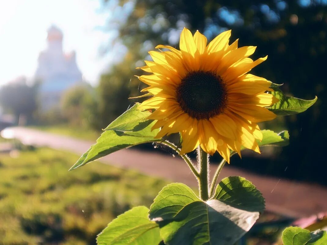 Подсолнух цветок. Сайт подсолнух. Подсолнечник однолетний сатурн. Сайт подсолнух. Подсолнечник (helianthus).