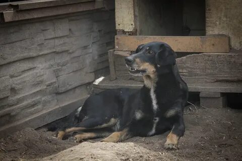 Приют добрый