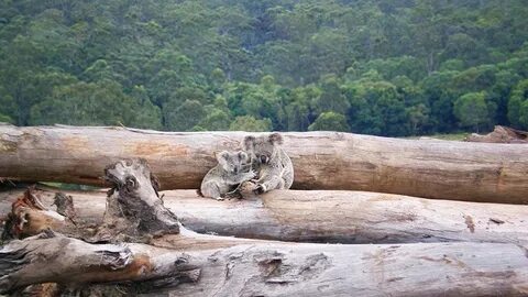 Destruction of wildlife