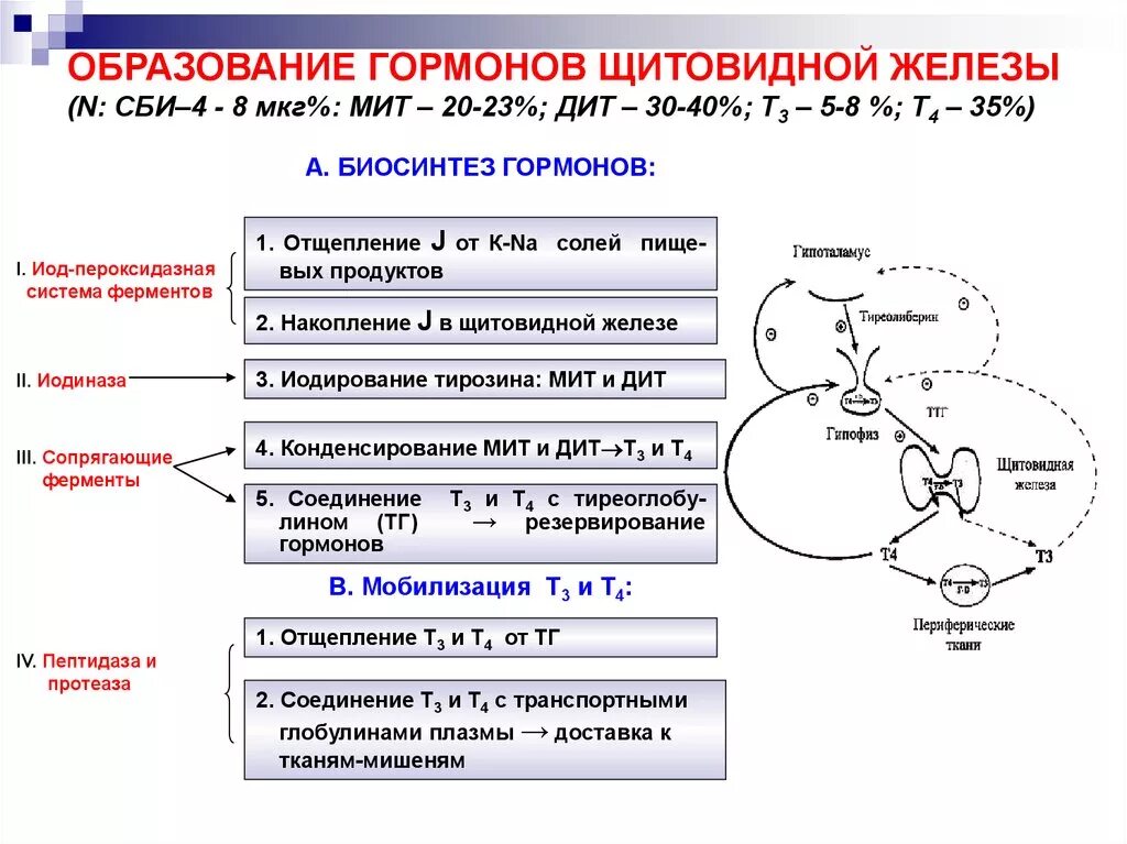 Тироксин ферменты. Схема образования тиреоидных гормонов. Синтез тиреоидных гормонов щитовидной железы схема. Механизм действия йодсодержащих гормонов щитовидной железы. Механизм регуляции секреции гормонов щитовидной железы.