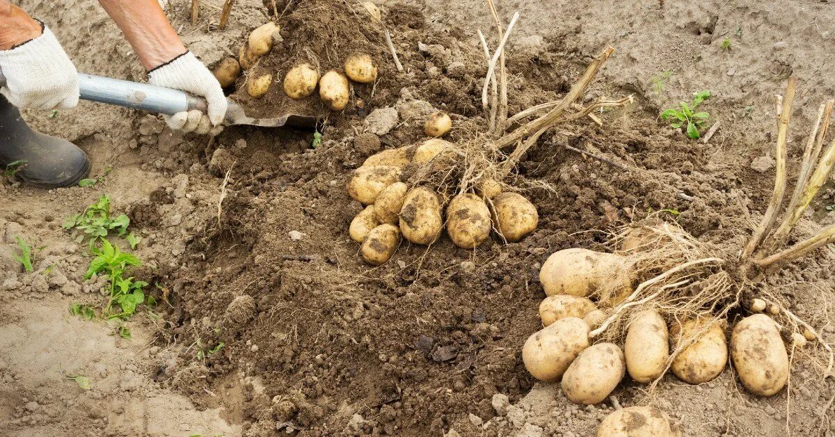 Копание картофеля. Картошка в огороде. Картофель Урожайный. Картофельный куст. Подготовка картофеля к посадке весной в домашних