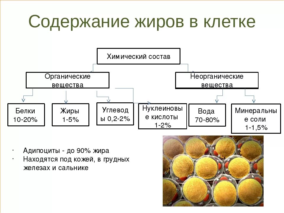 Состав жиров биология 5 класс.