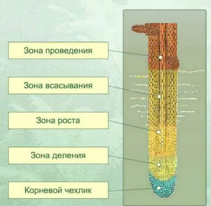 Установите последовательность роста корня. Корневой чехлик зона роста зона всасывания зона проведения. Корневой чехлик зона деления. Зоны деления корня корневой чехлик. Зоны корня корневой чехлик и корневые волоски.