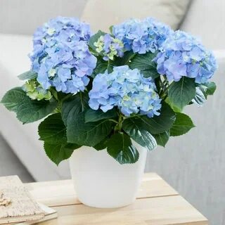 Домашний blu